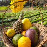 Cesta Frutas da Estação - 5 frutas