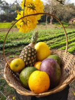Cesta Frutas da Estação - 5 frutas